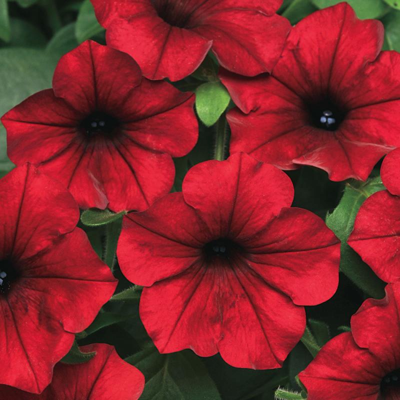 image_2 Petunia easy wave red velour (4009)