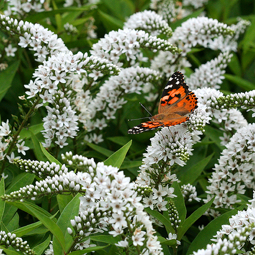 Lysimachia clethroides- Лизимахия клетровидна, ленивче  (1197)