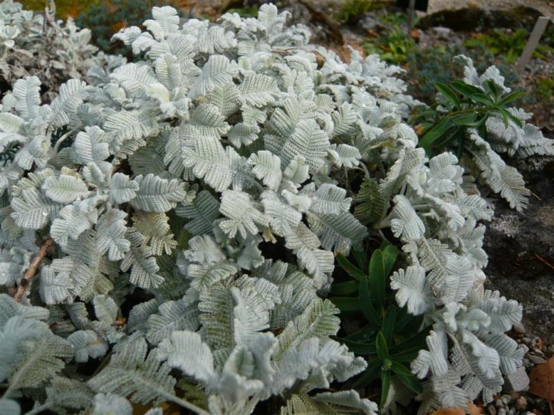 image_3 Tanacetum haradjanii -сребриста вратига (1210)