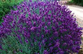 Lavandula angustifolia hidcote blue (1231)