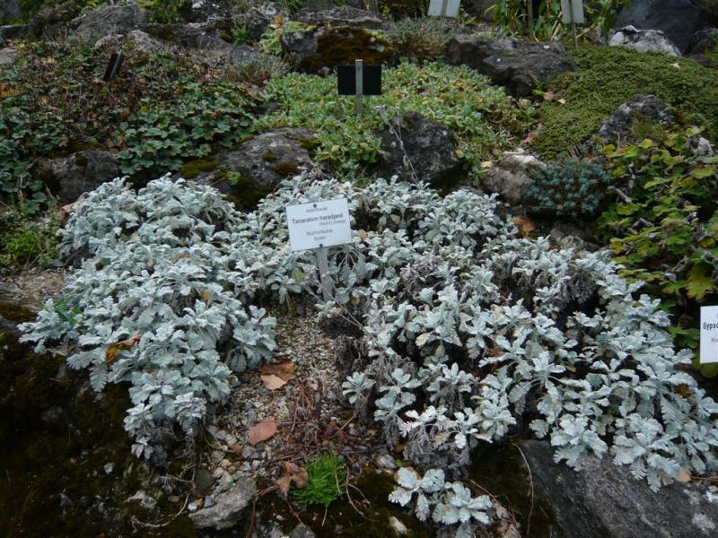 image_4 Tanacetum haradjanii -сребриста вратига (1210)