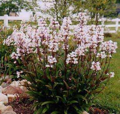 image_2 Penstemon Digitalis Mystica (1131)
