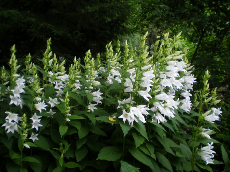 CAMPANULA latifolia var. macrantha Alba- широколистна кампанула, бяла (1277)