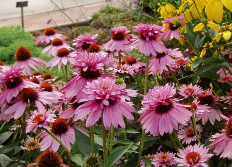 image_2 Echinacea purpurea Double Decker- ехинацея пурпуреа двойна (1241)