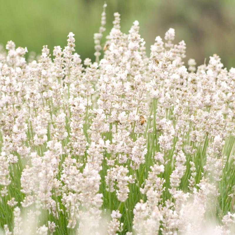 Lavandula Ellagance white- лавандула бяла (1233)