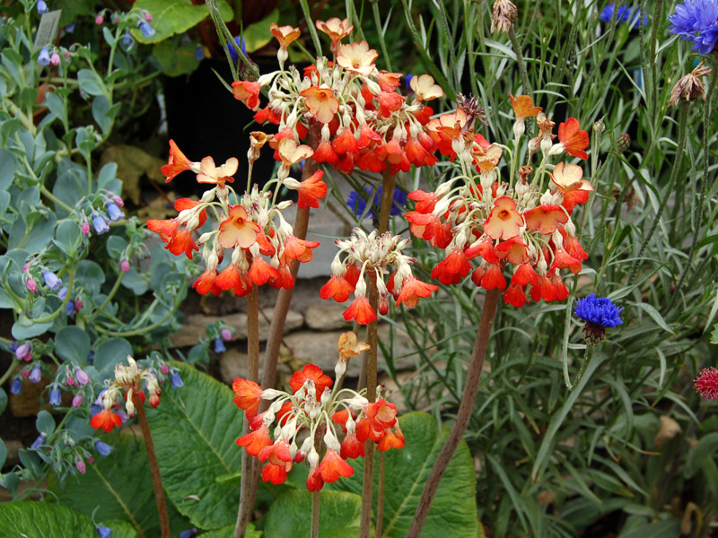 image Primula florindae keilour hybrids (1228)