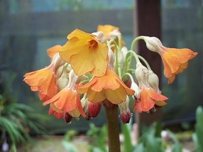 image_5 Primula florindae keilour hybrids (1228)