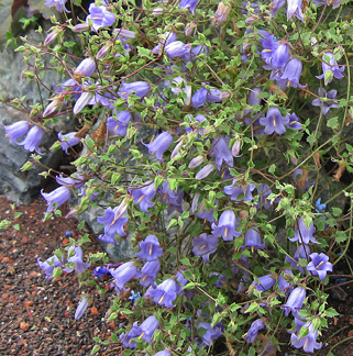 image_2 SYMPHYANDRA zanzegura (1203)
