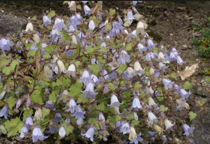 image_3 SYMPHYANDRA zanzegura (1203)
