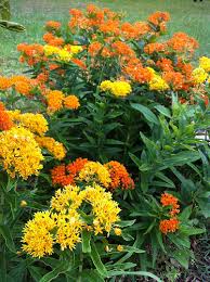image_2 ASCLEPIAS tuberosa Gay Butterflies (1205)