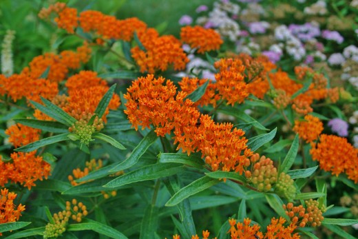 image_3 ASCLEPIAS tuberosa Gay Butterflies (1205)
