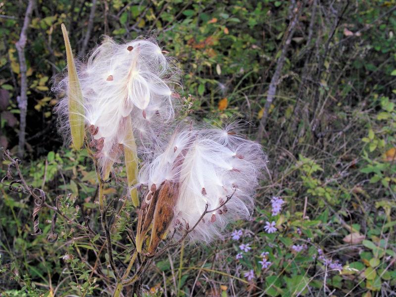 image_4 ASCLEPIAS tuberosa Gay Butterflies (1205)