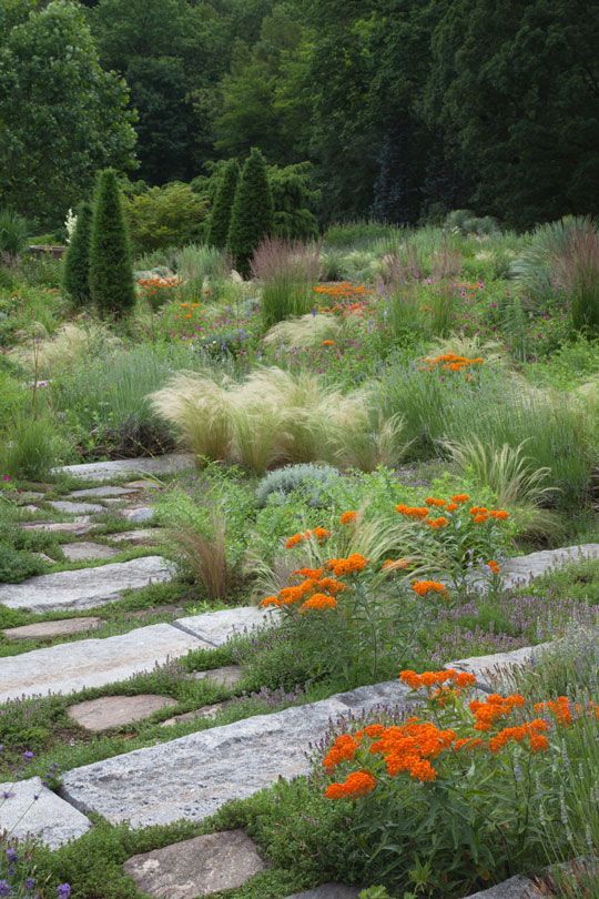 image_5 ASCLEPIAS tuberosa Gay Butterflies (1205)