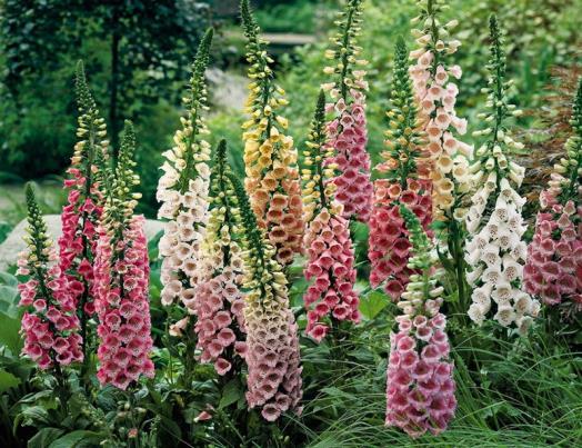 Digitalis purpurea Foxy’(1029)