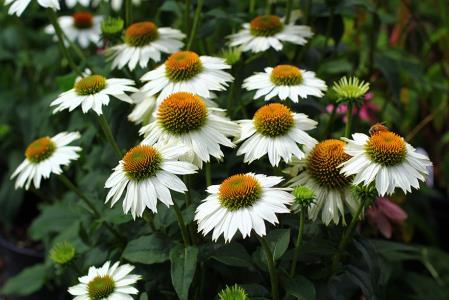 Еchinacea Powwow White  (1119)    