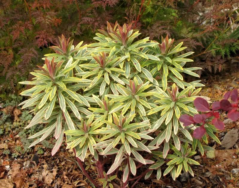 Euphorbia Rainbow (1033)