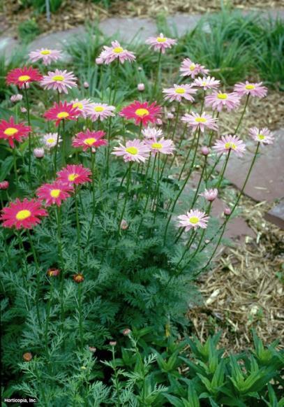 image_2 Tanacetum Coccineum Robinsons red (1080)
