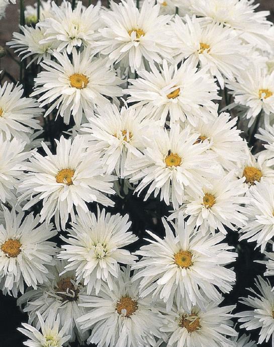 image leucanthemum Crazy Daisy (1051)