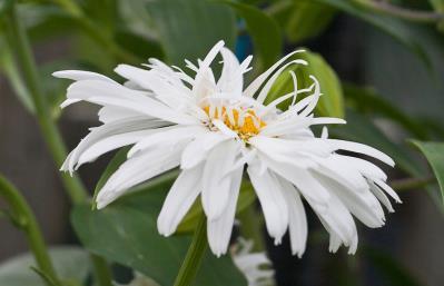 image_2 leucanthemum Crazy Daisy (1051)