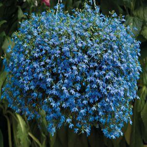Lobelia Fountain Blue, лобелия каскадна  (026)