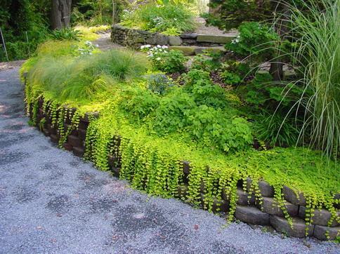 image_2 Lysimachia nummularia аurea-лизимахия, монетовидно ленивче (1058)