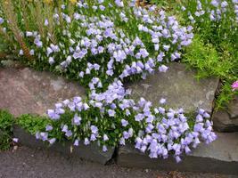 image_2 Campanula Cochlearifolia Advance blue(1101)