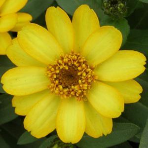 image Zinnia Zahara Yellow (101)