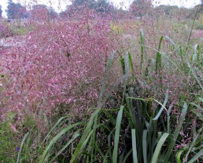 image_2 Еragrostis Trichodes-ерагростис, пурпурна  любовна трева, висока  (3006)