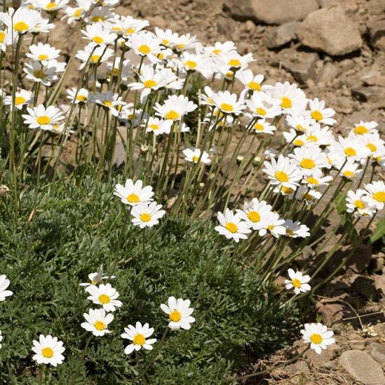 Anthemis Carpatica "Karpatenschnee"- антемис карпатски, карпатски сняг, подрумиче  (1006)