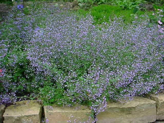 Calamintha Nepeta Ssp. Nepeta Blue Cloud Strain-Каламинта ,Кочобилково миризливче (1019)