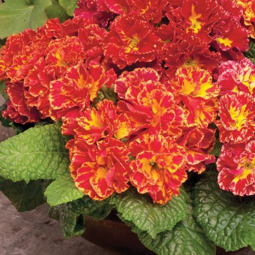 Primula Novelty Romance (1143)