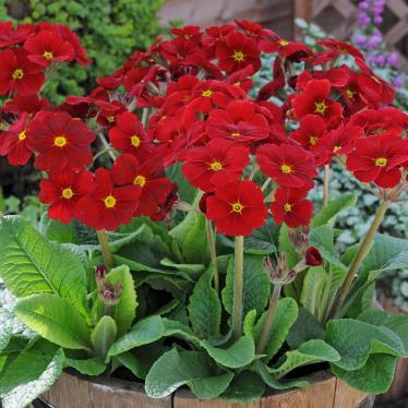 Polyanthus Stella Regal Red-велурена иглика  (1147)