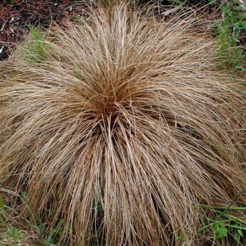 Grass Carex Bronco-карекс каскаден , бронзово-кафяв  (3044)