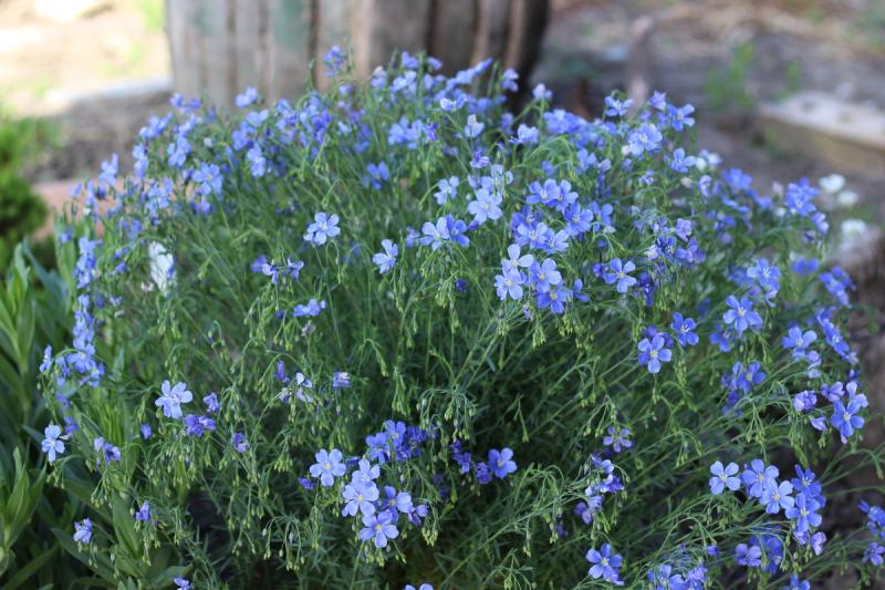 Linum Perenne Blue Sapphire (1053-1)