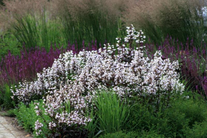 image_3 Penstemon Digitalis Mystica (1131)