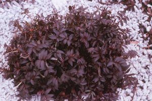 Polemonium Yezoense Purple Rain Strain (1073)